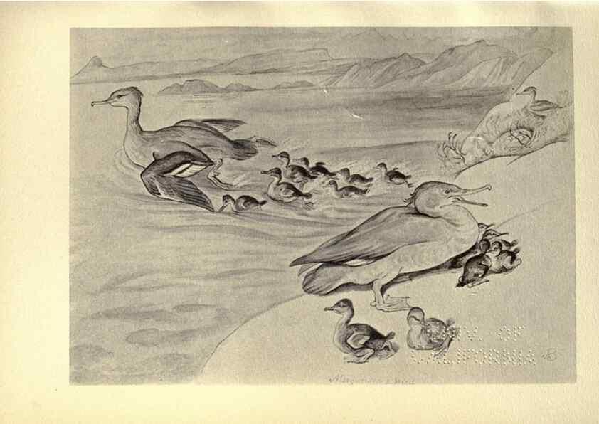 Reproducción/Reproduction 8511385858: Birds from Moidart and elsewhere /. Edinburgh :David Douglas,1895.