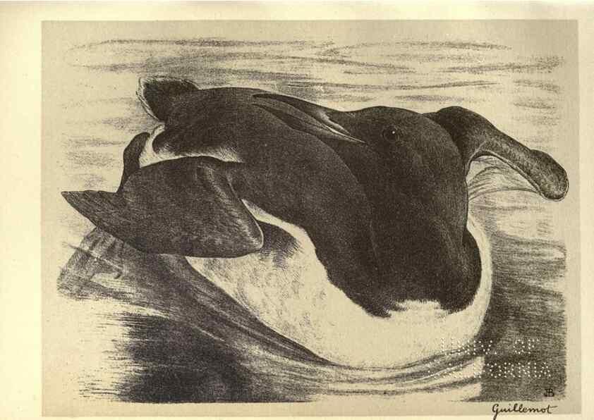 Reproducción/Reproduction 8510276681: Birds from Moidart and elsewhere /. Edinburgh :David Douglas,1895.