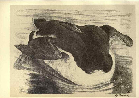 Reproducción/Reproduction 8510276681: Birds from Moidart and elsewhere /. Edinburgh :David Douglas,1895.