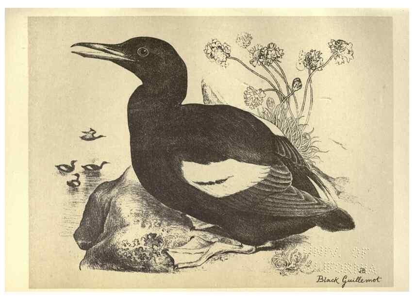 Reproducción/Reproduction 8511387082: Birds from Moidart and elsewhere /. Edinburgh :David Douglas,1895.