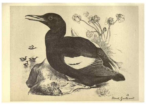 Reproducción/Reproduction 8511387082: Birds from Moidart and elsewhere /. Edinburgh :David Douglas,1895.