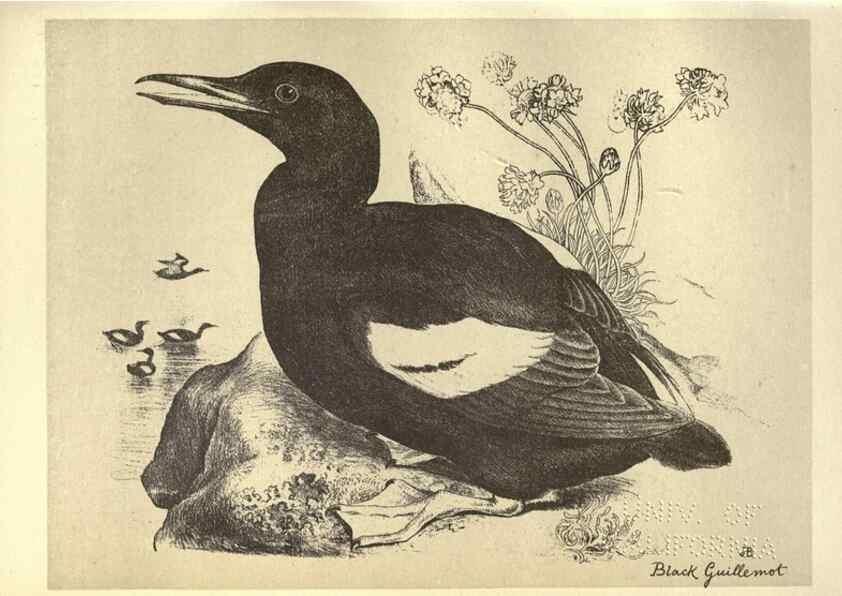 Reproducción/Reproduction 8511387082: Birds from Moidart and elsewhere /. Edinburgh :David Douglas,1895.