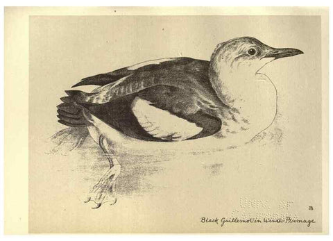 Reproducción/Reproduction 8511388164: Birds from Moidart and elsewhere /. Edinburgh :David Douglas,1895.