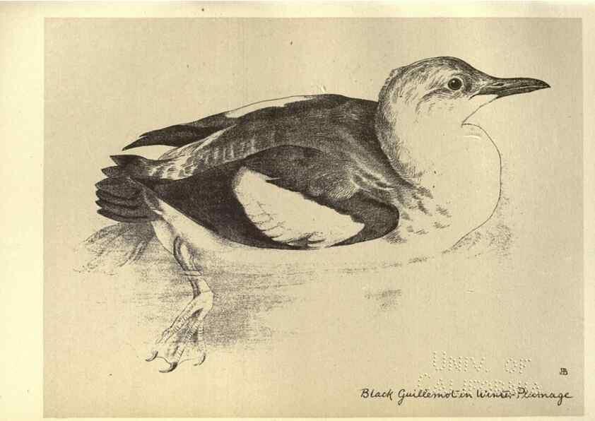 Reproducción/Reproduction 8511388164: Birds from Moidart and elsewhere /. Edinburgh :David Douglas,1895.