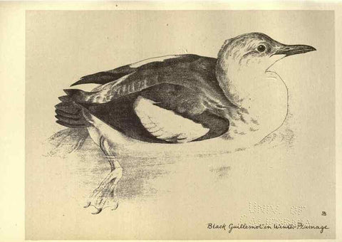 Reproducción/Reproduction 8511388164: Birds from Moidart and elsewhere /. Edinburgh :David Douglas,1895.
