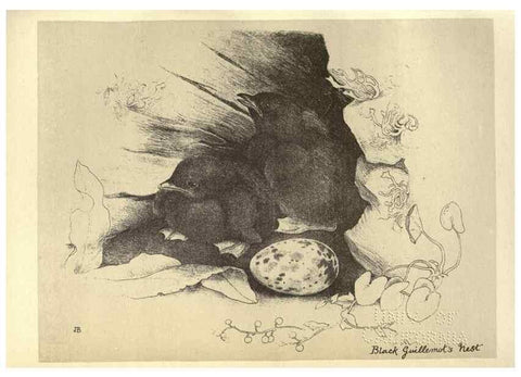 Reproducción/Reproduction 8510279131: Birds from Moidart and elsewhere /. Edinburgh :David Douglas,1895.