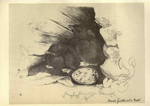 Reproducción/Reproduction 8510279131: Birds from Moidart and elsewhere /. Edinburgh :David Douglas,1895.