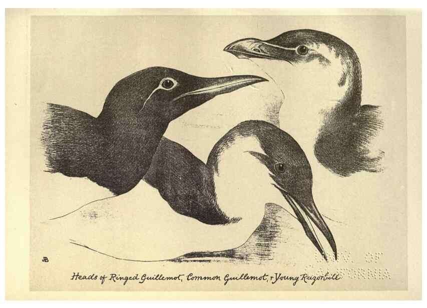 Reproducción/Reproduction 8510279705: Birds from Moidart and elsewhere /. Edinburgh :David Douglas,1895.