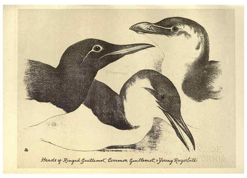 Reproducción/Reproduction 8510279705: Birds from Moidart and elsewhere /. Edinburgh :David Douglas,1895.