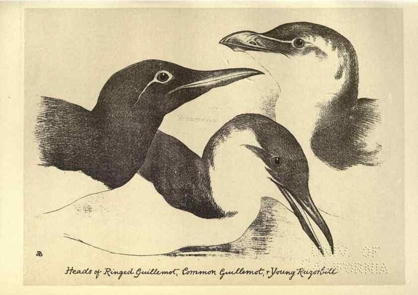 Reproducción/Reproduction 8510279705: Birds from Moidart and elsewhere /. Edinburgh :David Douglas,1895.