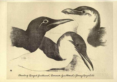 Reproducción/Reproduction 8510279705: Birds from Moidart and elsewhere /. Edinburgh :David Douglas,1895.