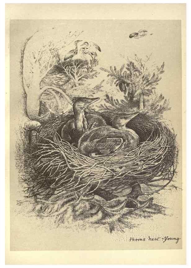 Reproducción/Reproduction 8511376046: Birds from Moidart and elsewhere /. Edinburgh :David Douglas,1895.