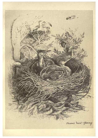 Reproducción/Reproduction 8511376046: Birds from Moidart and elsewhere /. Edinburgh :David Douglas,1895.