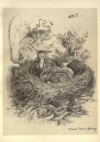 Reproducción/Reproduction 8511376046: Birds from Moidart and elsewhere /. Edinburgh :David Douglas,1895.