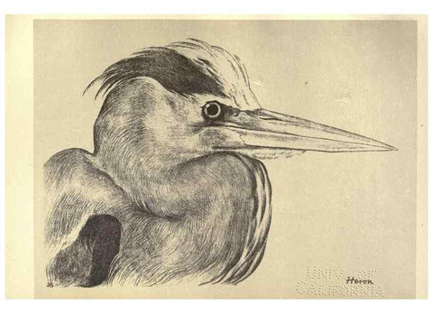 Reproducción/Reproduction 8510265651: Birds from Moidart and elsewhere /. Edinburgh :David Douglas,1895.