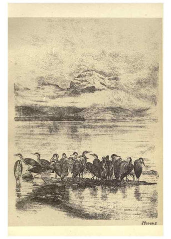 Reproducción/Reproduction 8511374592: Birds from Moidart and elsewhere /. Edinburgh :David Douglas,1895.