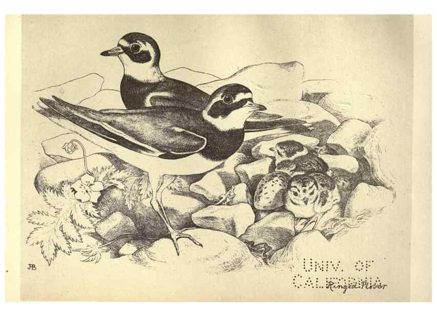 Reproducción/Reproduction 8510264127: Birds from Moidart and elsewhere /. Edinburgh :David Douglas,1895.