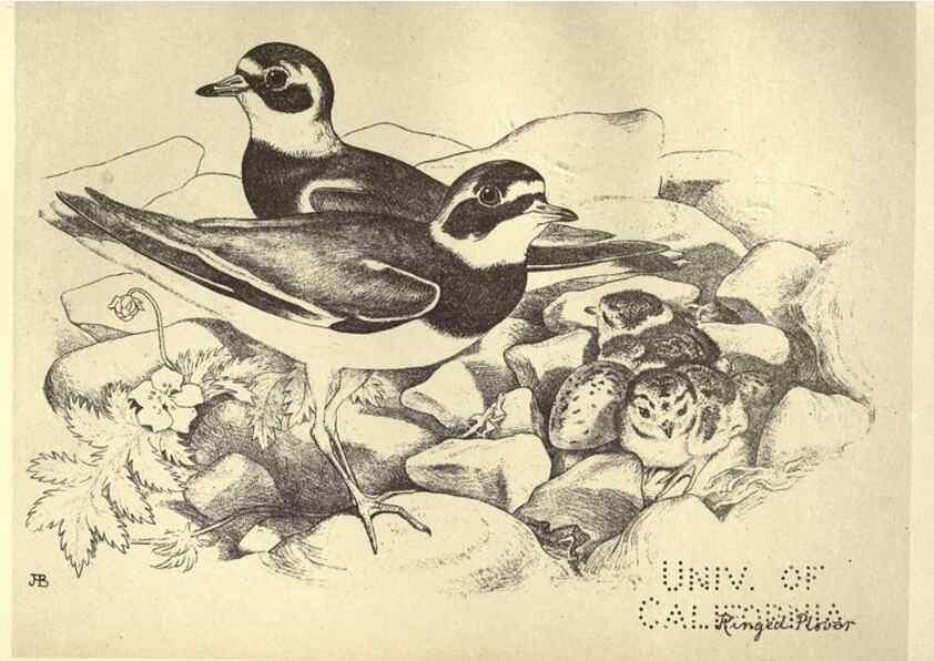 Reproducción/Reproduction 8510264127: Birds from Moidart and elsewhere /. Edinburgh :David Douglas,1895.