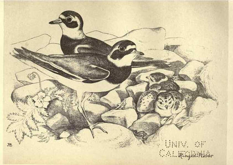 Reproducción/Reproduction 8510264127: Birds from Moidart and elsewhere /. Edinburgh :David Douglas,1895.