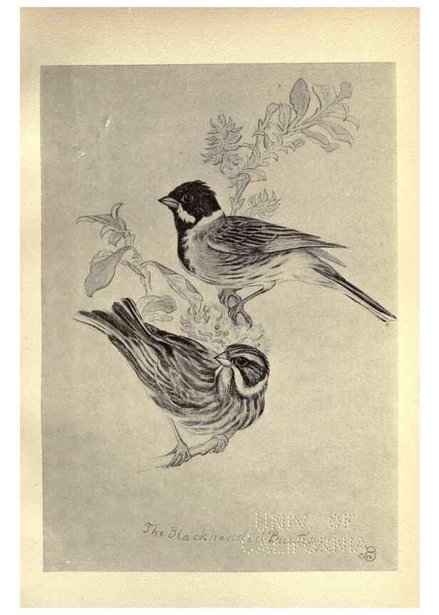 Reproducción/Reproduction 8511362618: Birds from Moidart and elsewhere /. Edinburgh :David Douglas,1895.