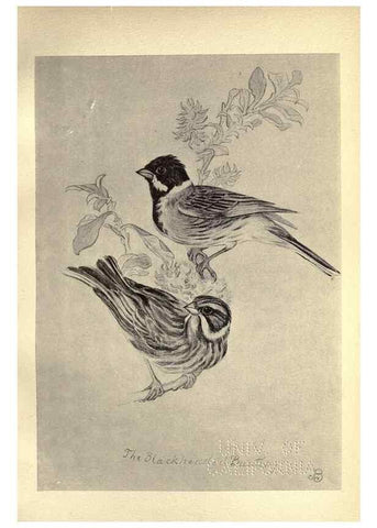 Reproducción/Reproduction 8511362618: Birds from Moidart and elsewhere /. Edinburgh :David Douglas,1895.