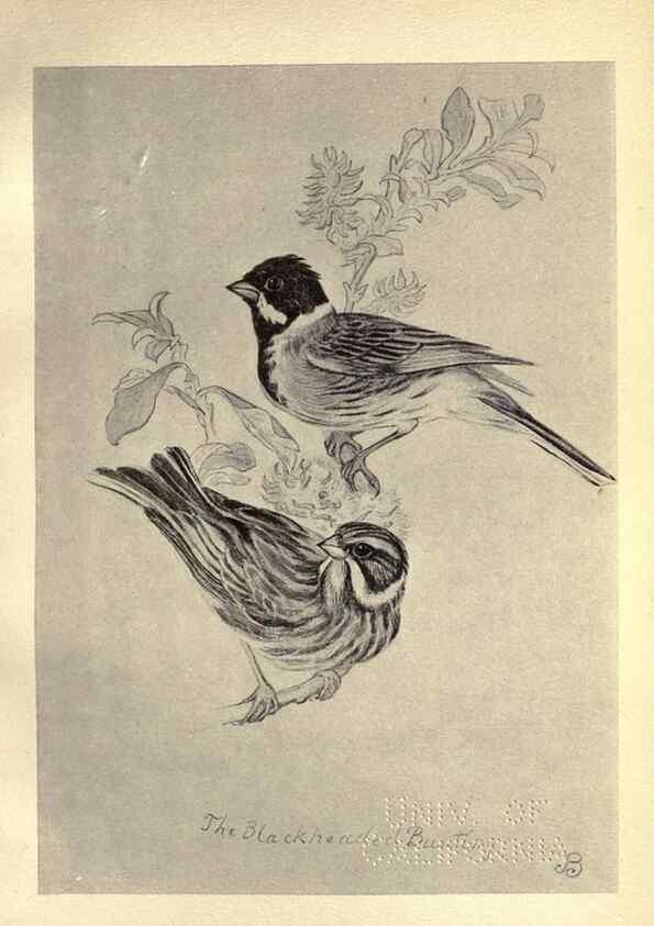 Reproducción/Reproduction 8511362618: Birds from Moidart and elsewhere /. Edinburgh :David Douglas,1895.