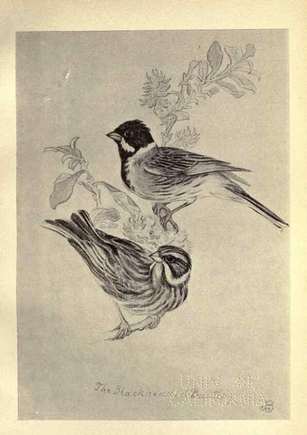Reproducción/Reproduction 8511362618: Birds from Moidart and elsewhere /. Edinburgh :David Douglas,1895.