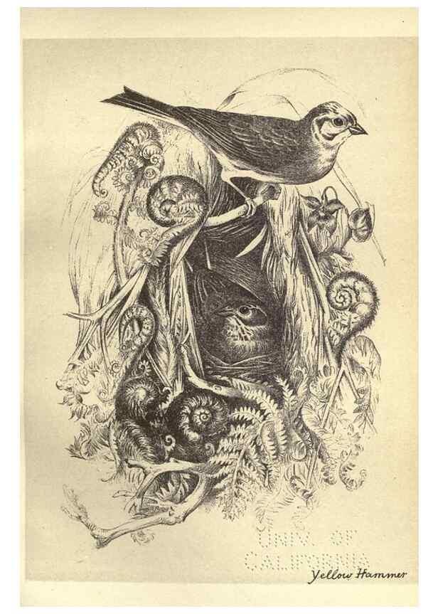 Reproducción/Reproduction 8510253219: Birds from Moidart and elsewhere /. Edinburgh :David Douglas,1895.