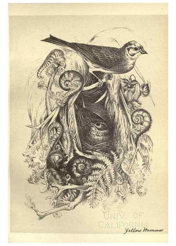 Reproducción/Reproduction 8510253219: Birds from Moidart and elsewhere /. Edinburgh :David Douglas,1895.