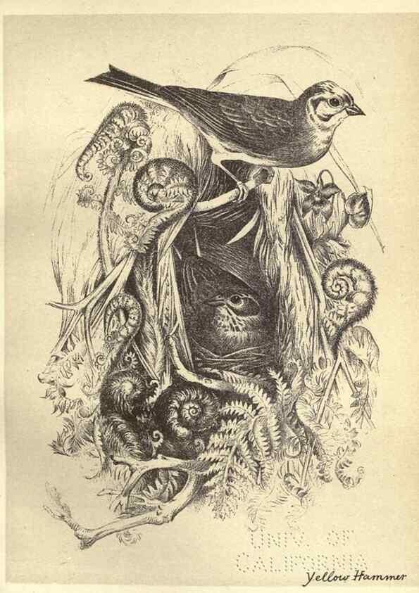 Reproducción/Reproduction 8510253219: Birds from Moidart and elsewhere /. Edinburgh :David Douglas,1895.