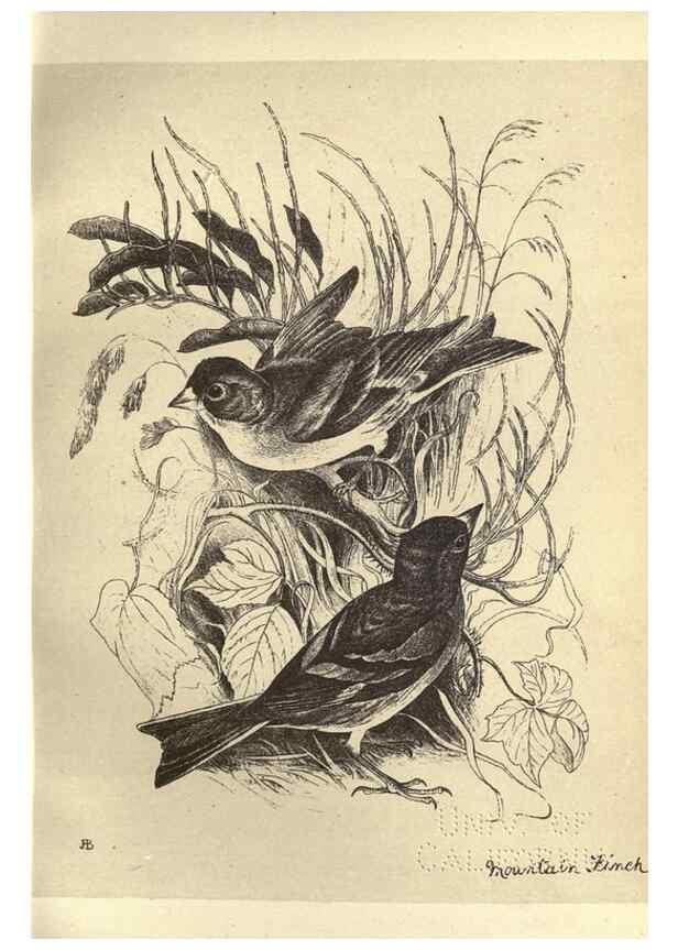 Reproducción/Reproduction 8510253773: Birds from Moidart and elsewhere /. Edinburgh :David Douglas,1895.