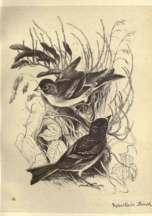 Reproducción/Reproduction 8510253773: Birds from Moidart and elsewhere /. Edinburgh :David Douglas,1895.