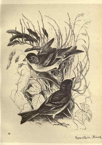 Reproducción/Reproduction 8510253773: Birds from Moidart and elsewhere /. Edinburgh :David Douglas,1895.