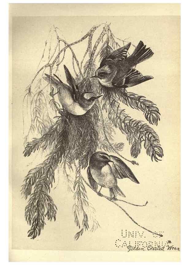 Reproducción/Reproduction 8510254265: Birds from Moidart and elsewhere /. Edinburgh :David Douglas,1895.
