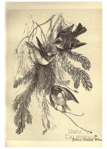 Reproducción/Reproduction 8510254265: Birds from Moidart and elsewhere /. Edinburgh :David Douglas,1895.