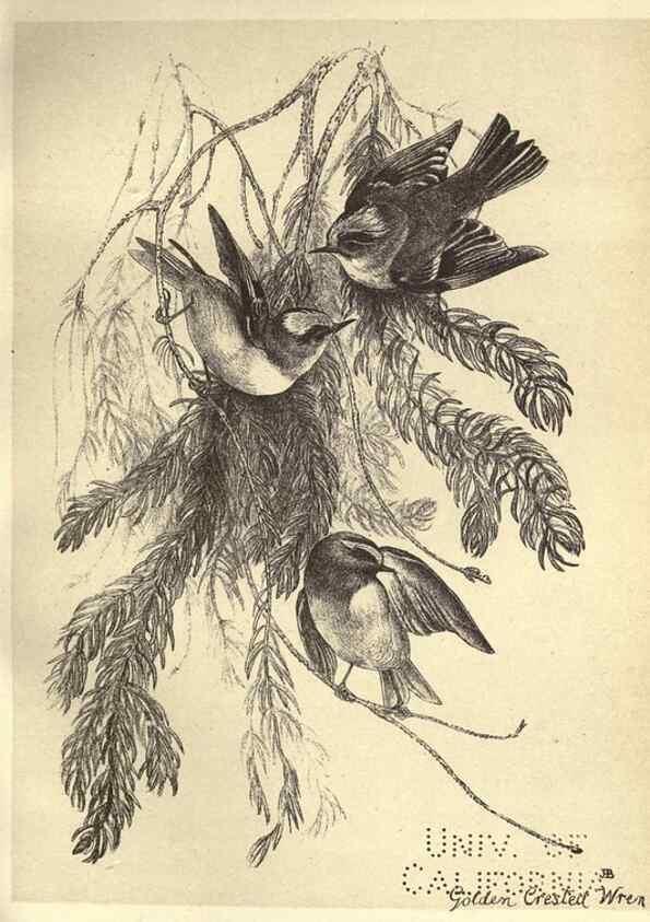Reproducción/Reproduction 8510254265: Birds from Moidart and elsewhere /. Edinburgh :David Douglas,1895.