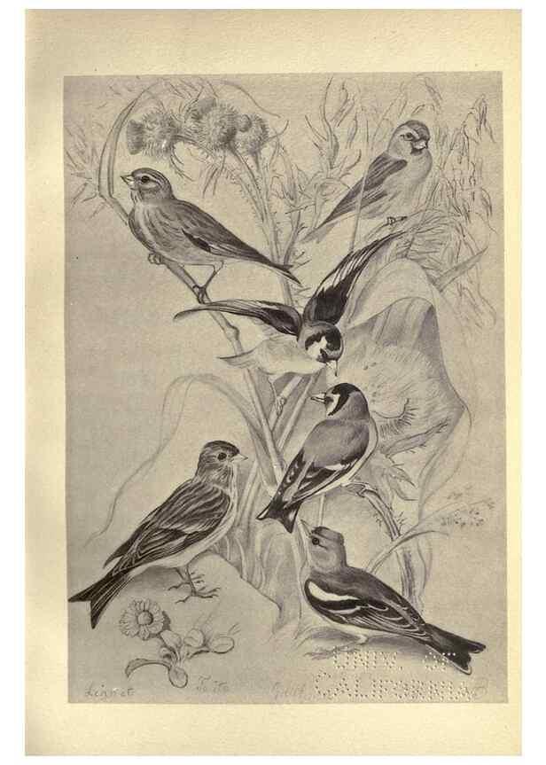 Reproducción/Reproduction 8511364516: Birds from Moidart and elsewhere /. Edinburgh :David Douglas,1895.