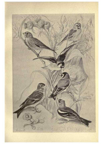 Reproducción/Reproduction 8511364516: Birds from Moidart and elsewhere /. Edinburgh :David Douglas,1895.