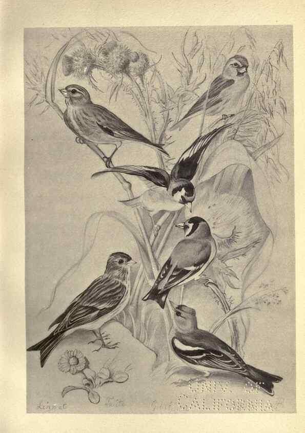 Reproducción/Reproduction 8511364516: Birds from Moidart and elsewhere /. Edinburgh :David Douglas,1895.