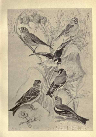Reproducción/Reproduction 8511364516: Birds from Moidart and elsewhere /. Edinburgh :David Douglas,1895.