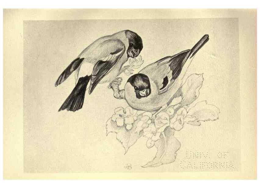 Reproducción/Reproduction 8510255199: Birds from Moidart and elsewhere /. Edinburgh :David Douglas,1895.