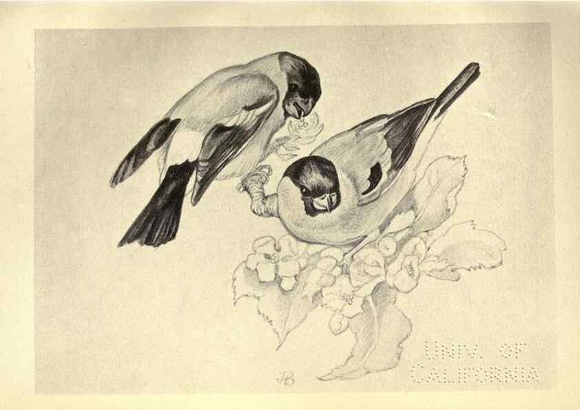 Reproducción/Reproduction 8510255199: Birds from Moidart and elsewhere /. Edinburgh :David Douglas,1895.