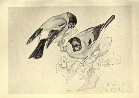 Reproducción/Reproduction 8510255199: Birds from Moidart and elsewhere /. Edinburgh :David Douglas,1895.