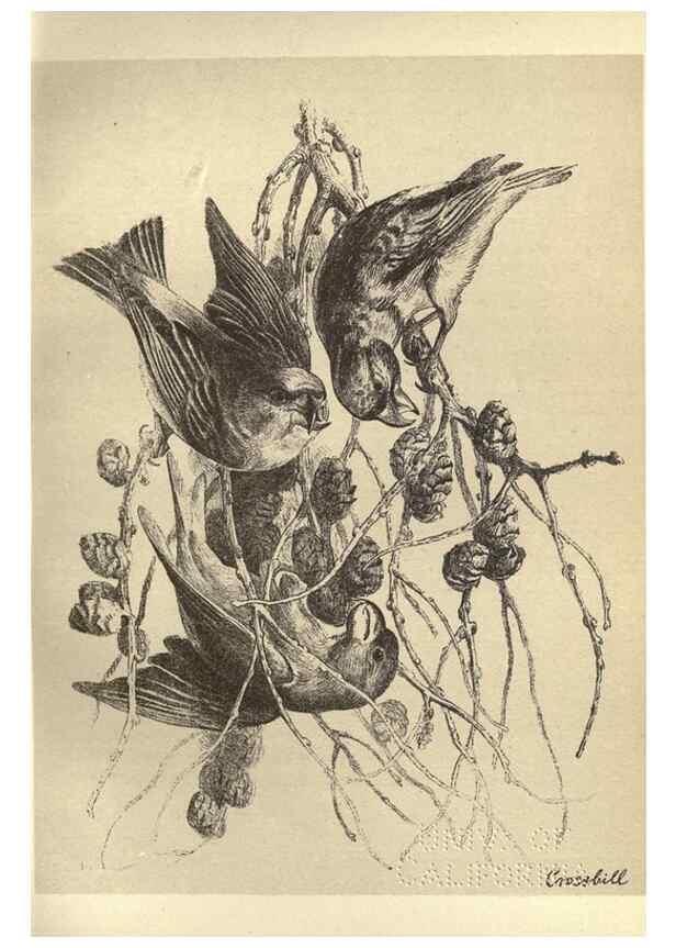 Reproducción/Reproduction 8511365672: Birds from Moidart and elsewhere /. Edinburgh :David Douglas,1895.