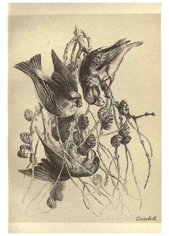 Reproducción/Reproduction 8511365672: Birds from Moidart and elsewhere /. Edinburgh :David Douglas,1895.