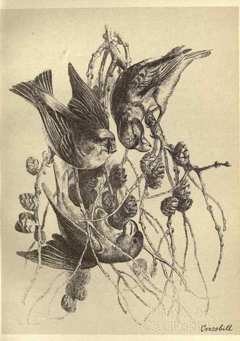 Reproducción/Reproduction 8511365672: Birds from Moidart and elsewhere /. Edinburgh :David Douglas,1895.