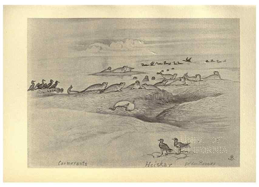 Reproducción/Reproduction 8510280257: Birds from Moidart and elsewhere /. Edinburgh :David Douglas,1895.