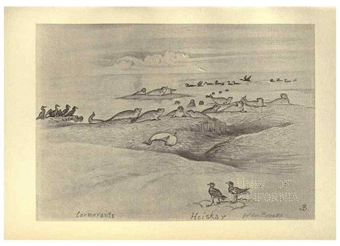 Reproducción/Reproduction 8510280257: Birds from Moidart and elsewhere /. Edinburgh :David Douglas,1895.