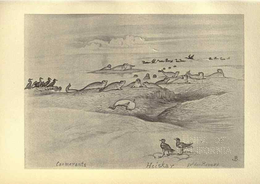 Reproducción/Reproduction 8510280257: Birds from Moidart and elsewhere /. Edinburgh :David Douglas,1895.