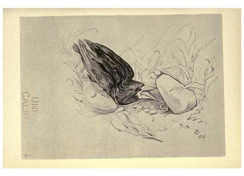 Reproducción/Reproduction 8510256313: Birds from Moidart and elsewhere /. Edinburgh :David Douglas,1895.